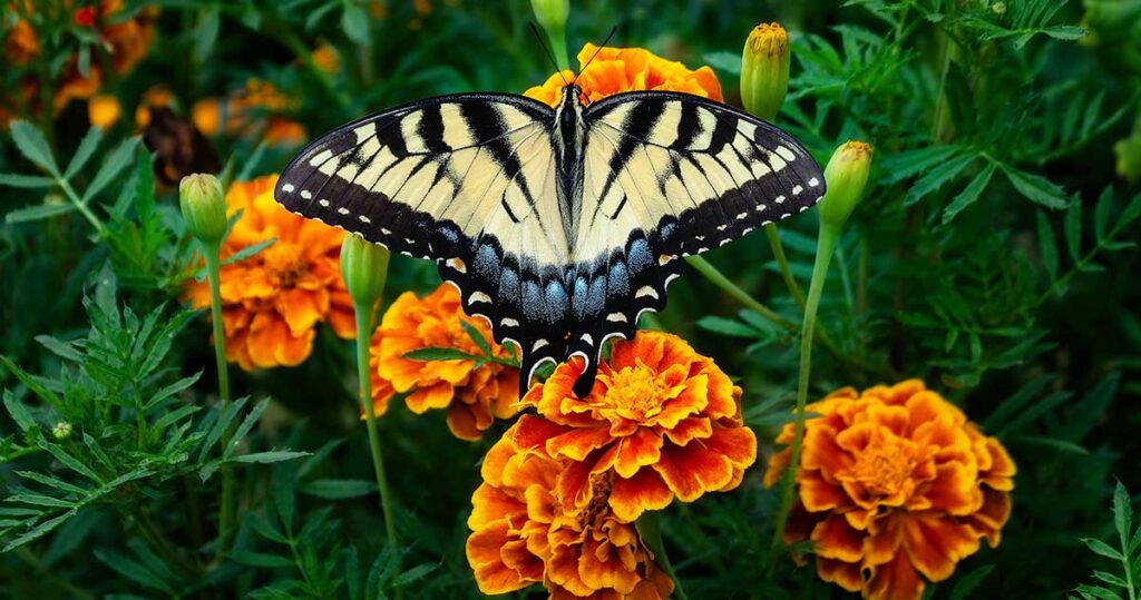 butterfly on marigolds